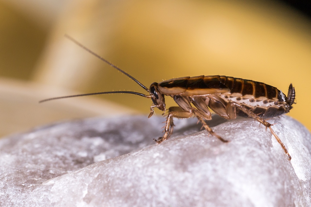 What Attracts Roaches?