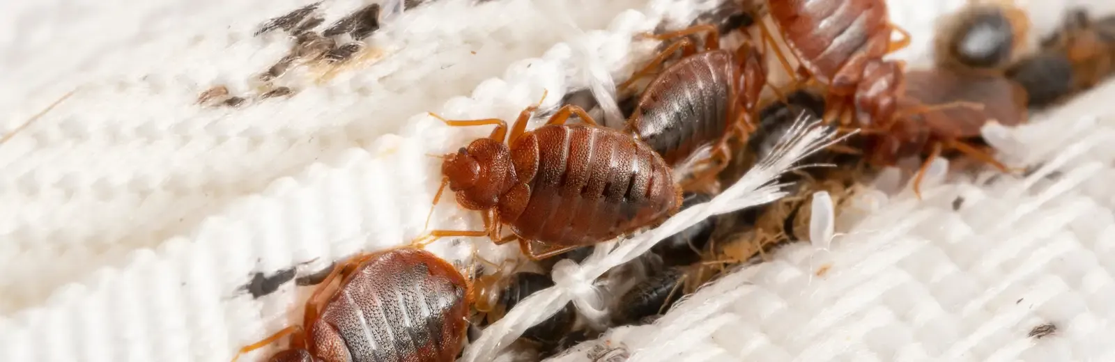 bed bugs on mattress