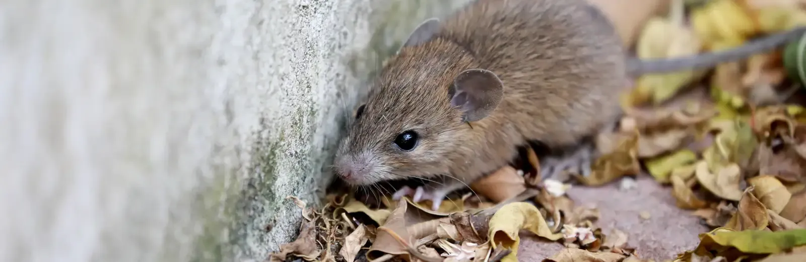 mouse in flower bed of home