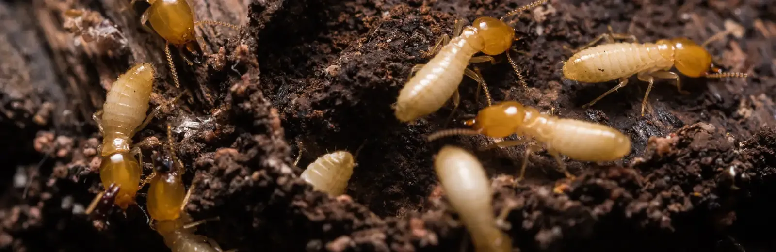 termites on wood