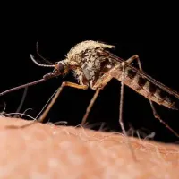 a mosquito on skin
