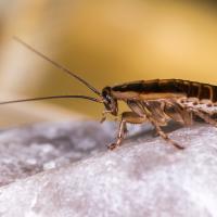 a german cockroach on a stone
