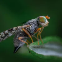 a close up of a fruit fly on a leaf