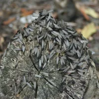 termites on a log