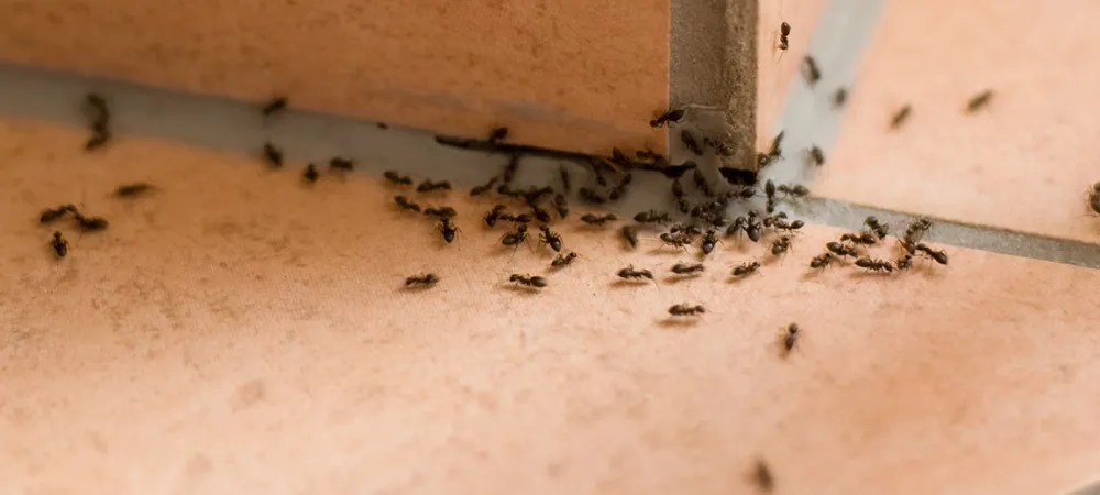 ants