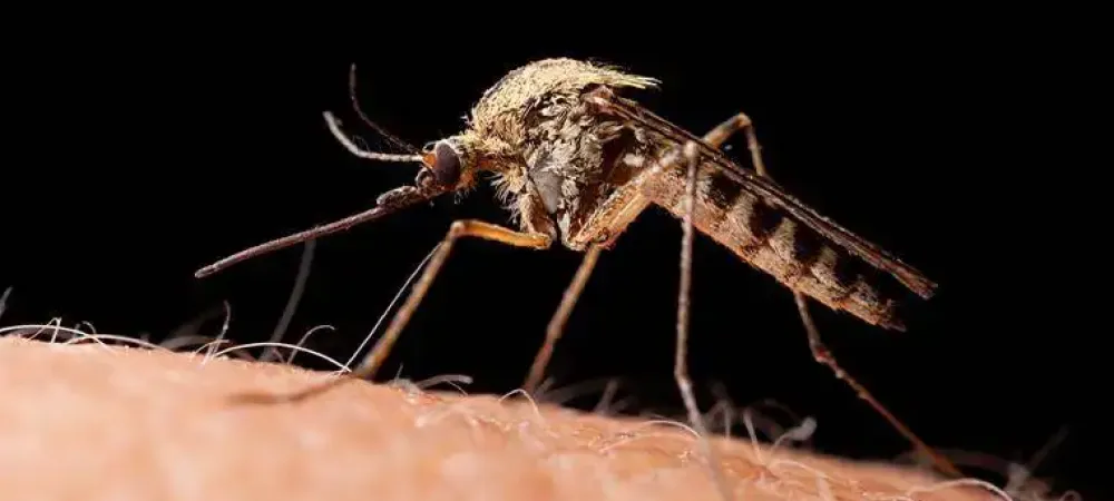 a mosquito on skin