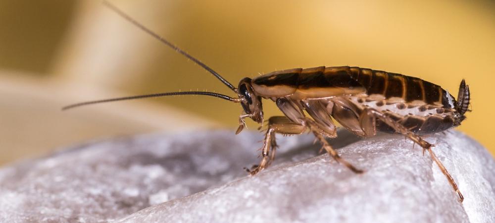 a german cockroach on a stone