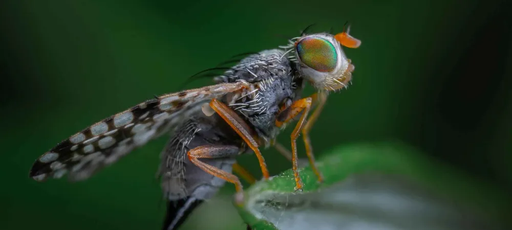 a close up of a fruit fly on a leaf