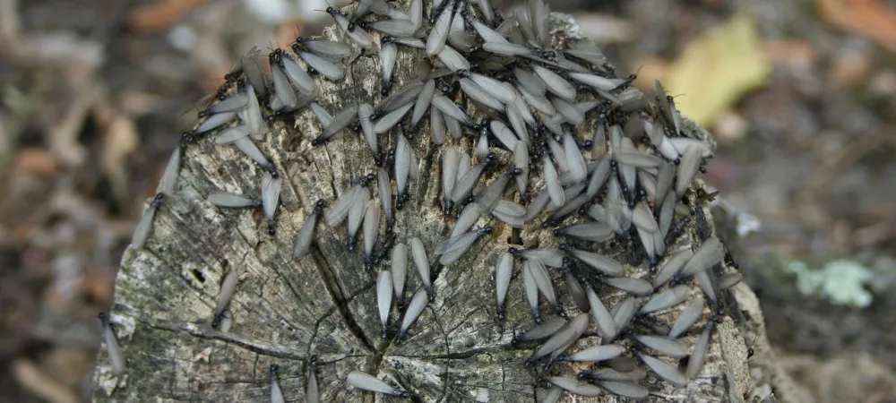 termites on a log