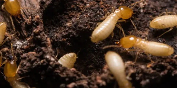 termites on wood